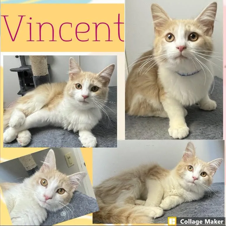 Vincent