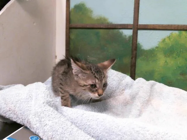 A baby small-sized male Domestic Short Hair cat named Tomm for adoption in Houston, TX