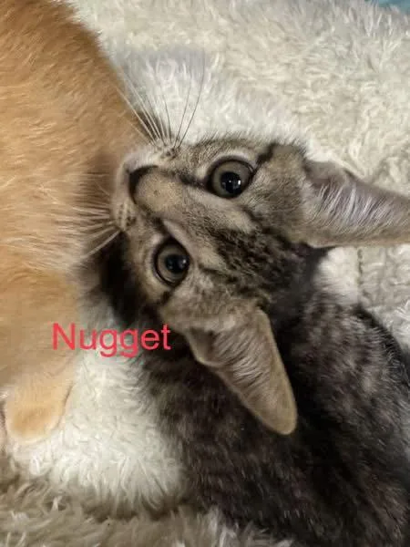 A baby medium-sized male Domestic Short Hair cat named Nugget for adoption in Hilton Head Island, SC