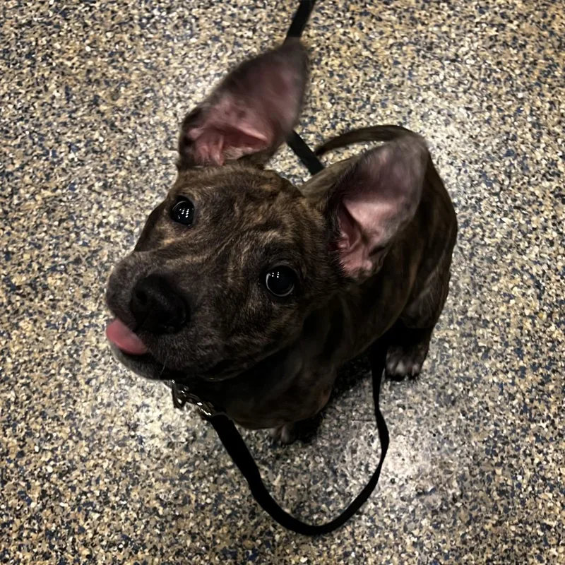 A baby medium-sized male Mixed Breed dog named Bronx for adoption in Fairport, NY