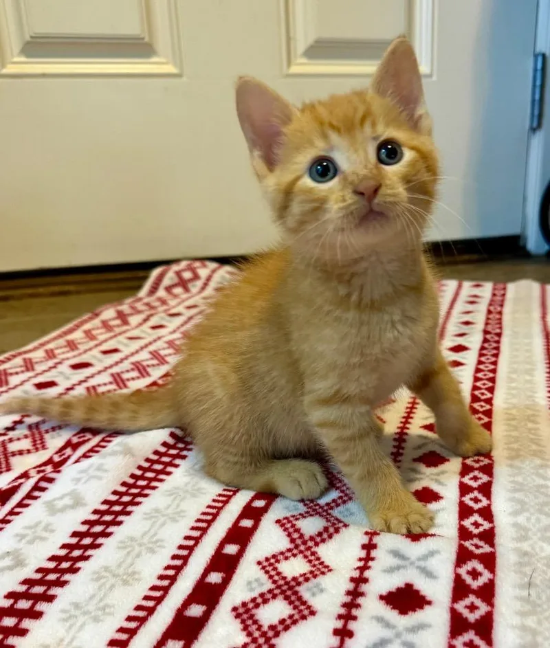 A baby medium-sized male Domestic Short Hair cat named Crouton for adoption in Claremore, OK