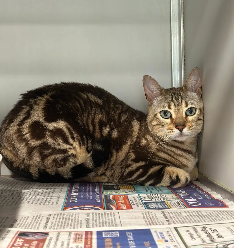 An adult medium-sized female Bengal cat named Mercedes for adoption in Philadelphia, PA