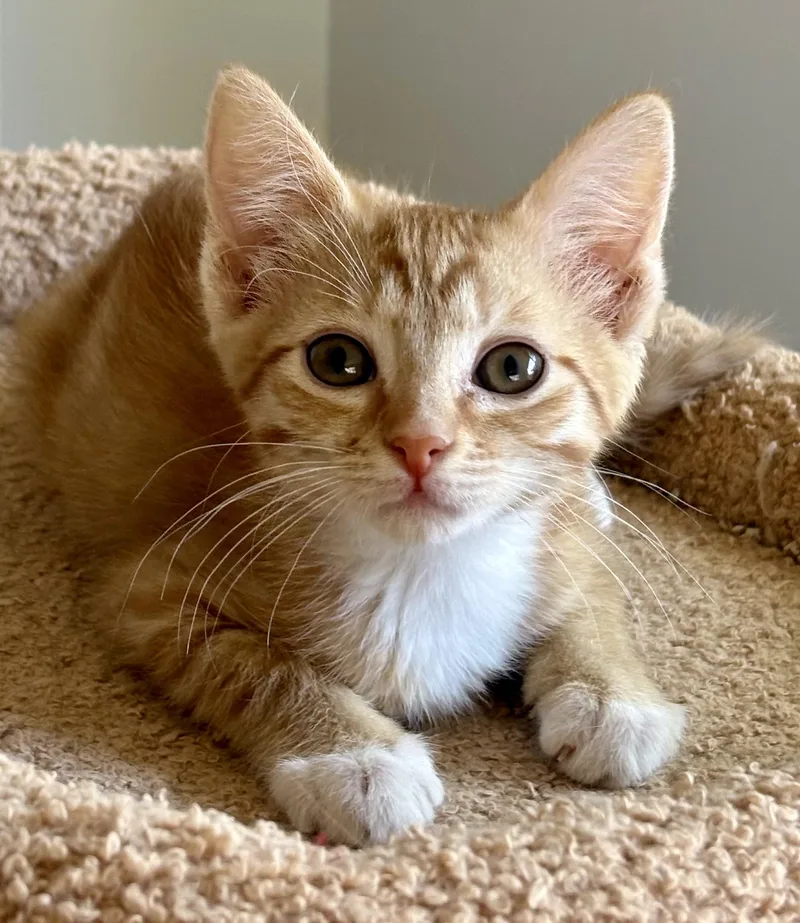 A baby medium-sized female Tabby (Orange / Red) Domestic Short Hair cat named Chili Pepper for adoption in Oracle, AZ