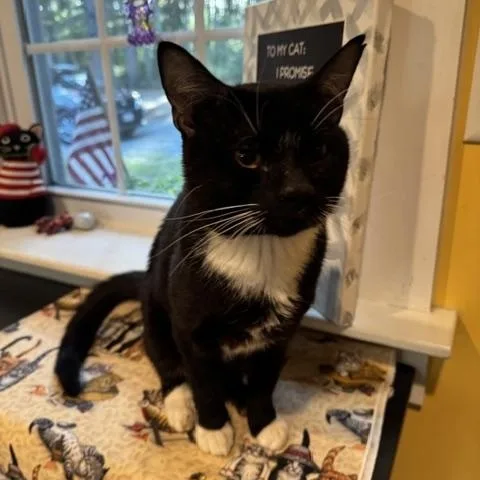 A young medium-sized male Black & White / Tuxedo Domestic Short Hair cat named Chicken for adoption in Rochester, MA