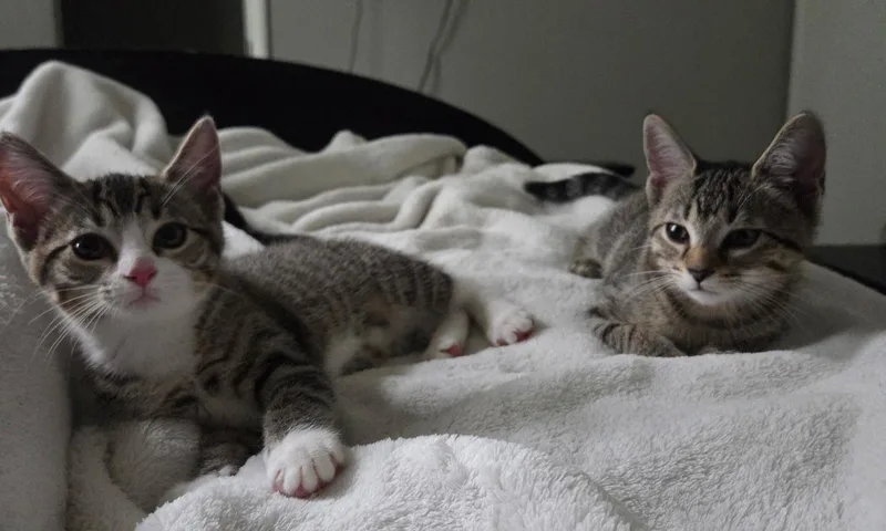 A young medium-sized female Tabby (Brown / Chocolate) Domestic Short Hair cat named Hela and Sif for adoption in Nashville, TN