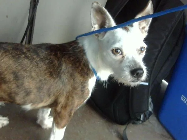 An adult small-sized female Mixed Breed dog named Minnnie for adoption in Dallas, TX