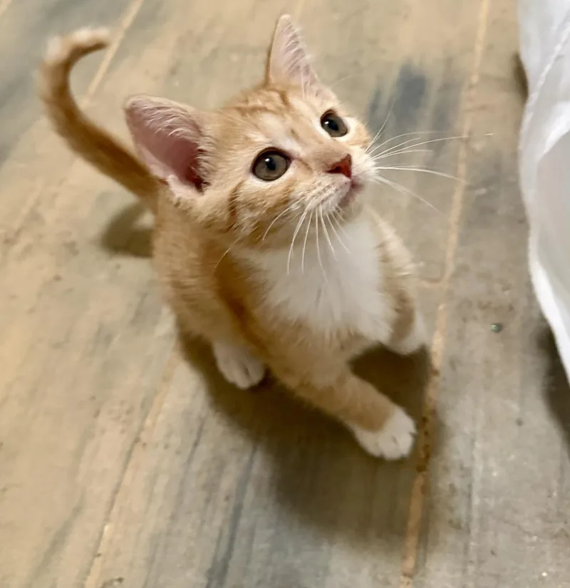 A baby small-sized female Domestic Short Hair cat named Chippy Dippy Dopey Duck for adoption in Saint Augustine, FL