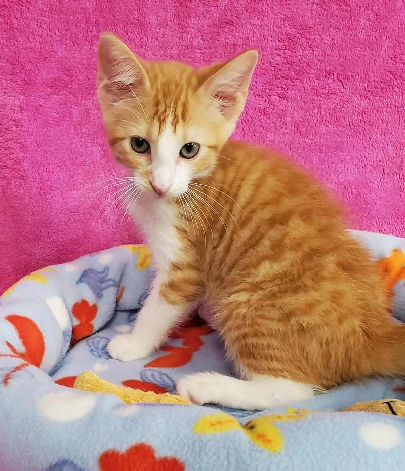 A baby large-sized male Orange & White Domestic Medium Hair cat named Frasier for adoption in Greenville, IL