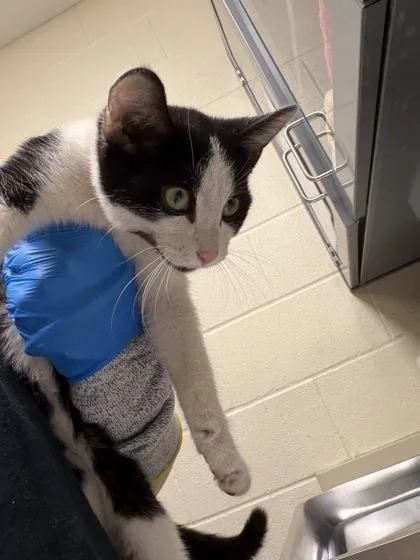 A baby medium-sized female Black Domestic Short Hair cat named Tighten for adoption in Wichita, KS