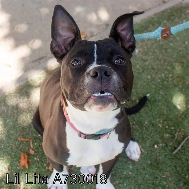 A young small-sized female Pit Bull Terrier dog named Lil Lita for adoption in Sacramento, CA