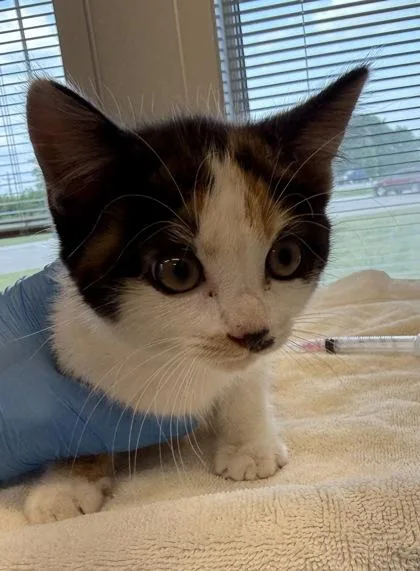 A young small-sized female Domestic Short Hair cat named Butterscotch for adoption in Lafayette, IN