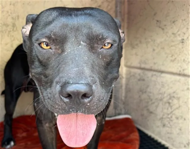 A young medium-sized male Pit Bull Terrier dog named Milo for adoption in Killeen, TX
