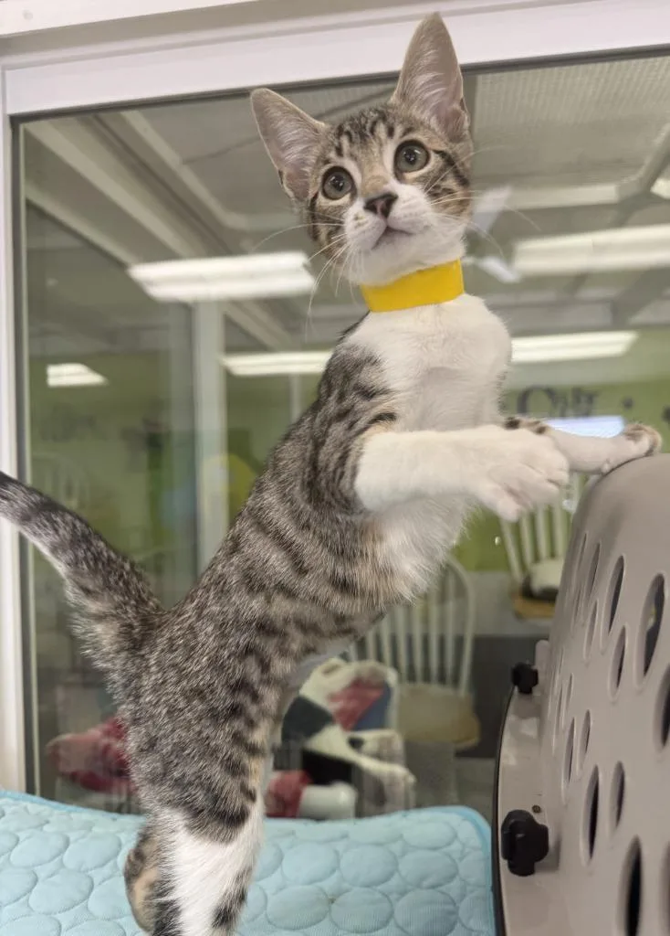 A baby small-sized female Domestic Short Hair cat named Zebra for adoption in Lemoore, CA