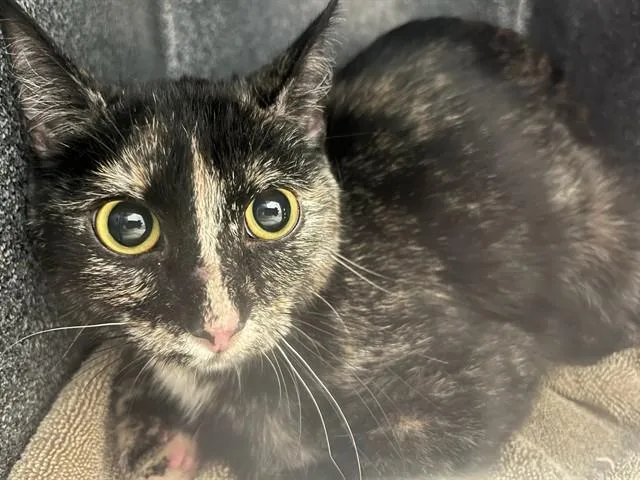 A young medium-sized female Domestic Short Hair cat named Pepper for adoption in Colorado Springs, CO