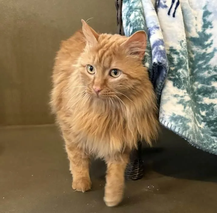 Thompson thumbnail 2