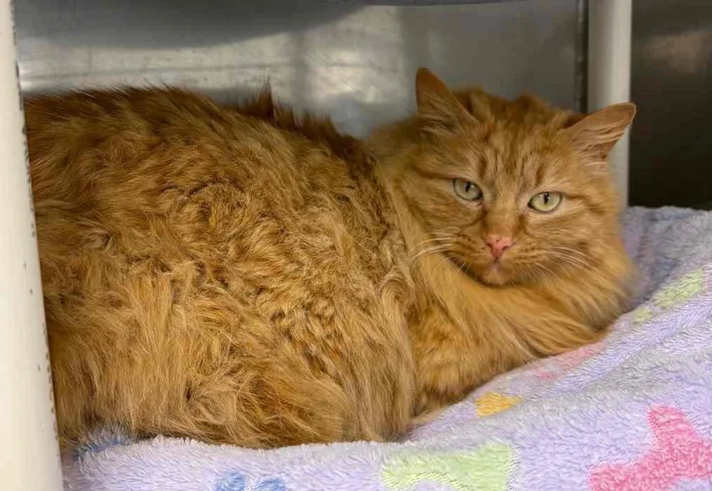 Thompson thumbnail 3