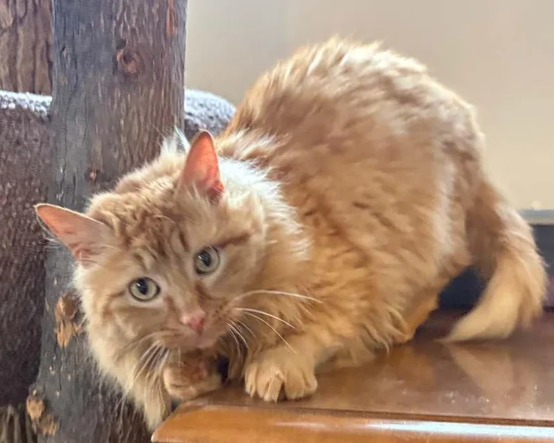 Thompson thumbnail 4