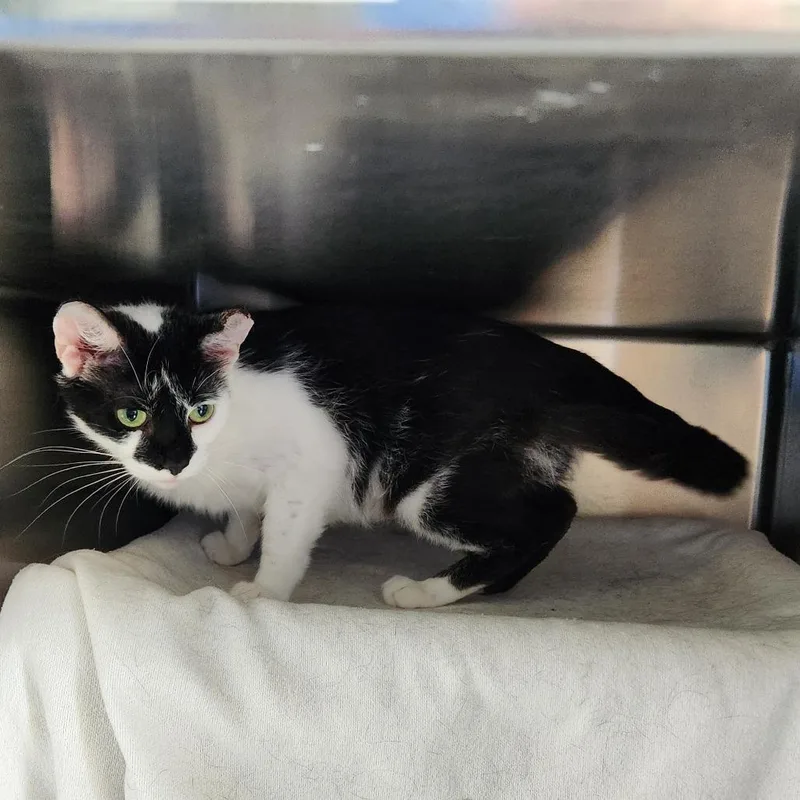 A young medium-sized female Black Domestic Short Hair cat named Corrine for adoption in Grand Rapids, MI