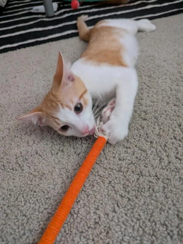 A baby small-sized male Domestic Short Hair cat named Chip for adoption in Bonsall, CA