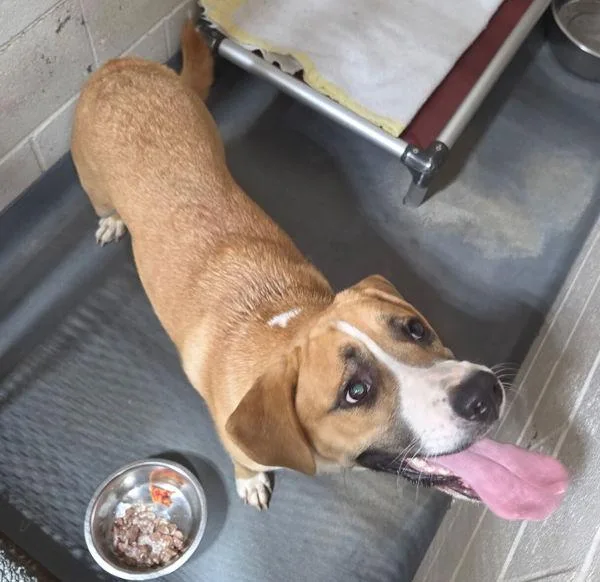 An adult large-sized female Hound dog named Bells for adoption in Dallas, GA