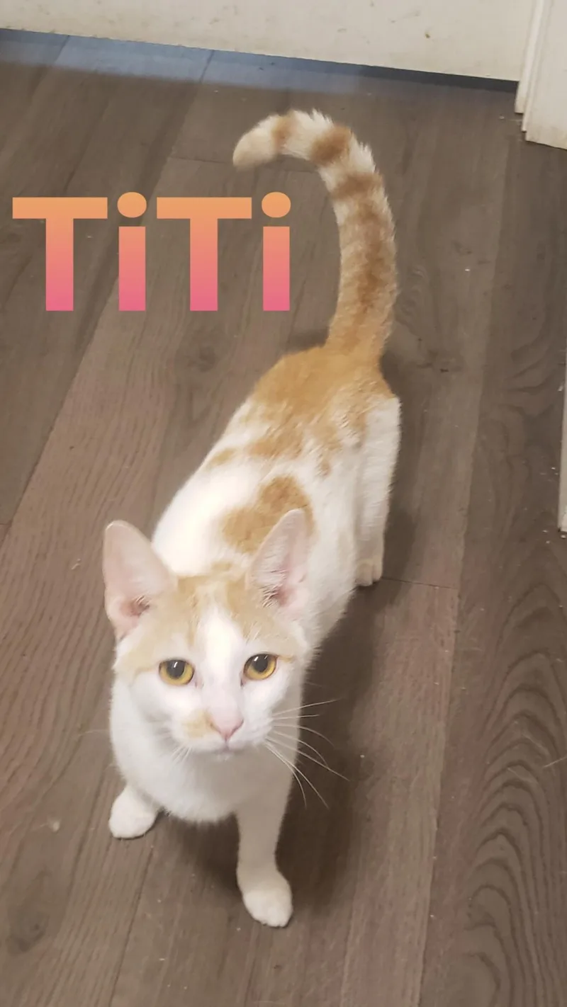 A baby medium-sized female Orange & White Domestic Medium Hair cat named Titi for adoption in Crossville, TN