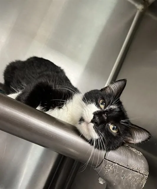 A young medium-sized female Domestic Short Hair cat named Yasmin for adoption in Augusta, GA