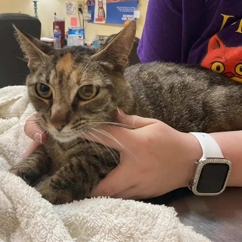 An adult medium-sized female Tortoiseshell Domestic Short Hair cat named Vendler for adoption in Monroe, LA