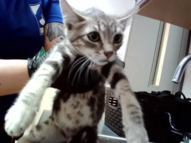 A baby small-sized male Domestic Short Hair cat named Tiger for adoption in Martinez, CA