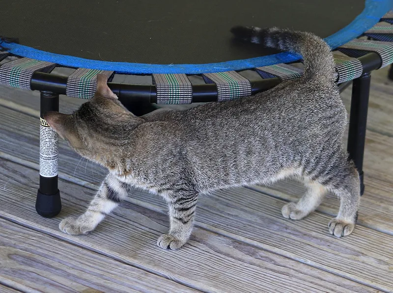 A baby medium-sized male Domestic Short Hair cat named Nash for adoption in North Fort Myers, FL
