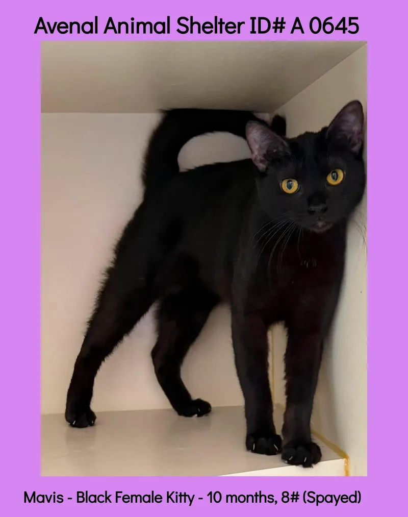 A young medium-sized female Black Domestic Short Hair cat named Mavis for adoption in Avenal, CA