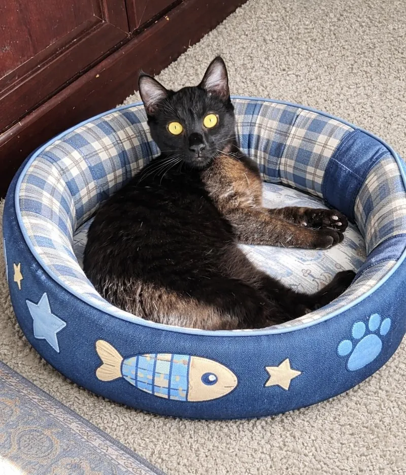 Finn=^ ^= thumbnail 2