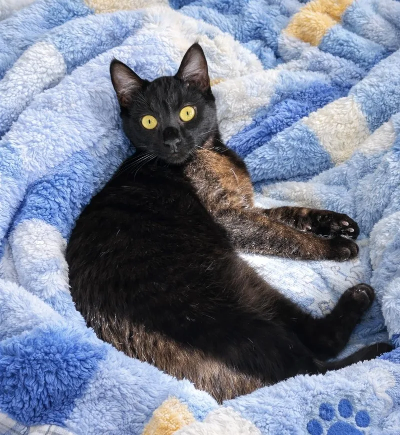 Finn=^ ^= thumbnail 3