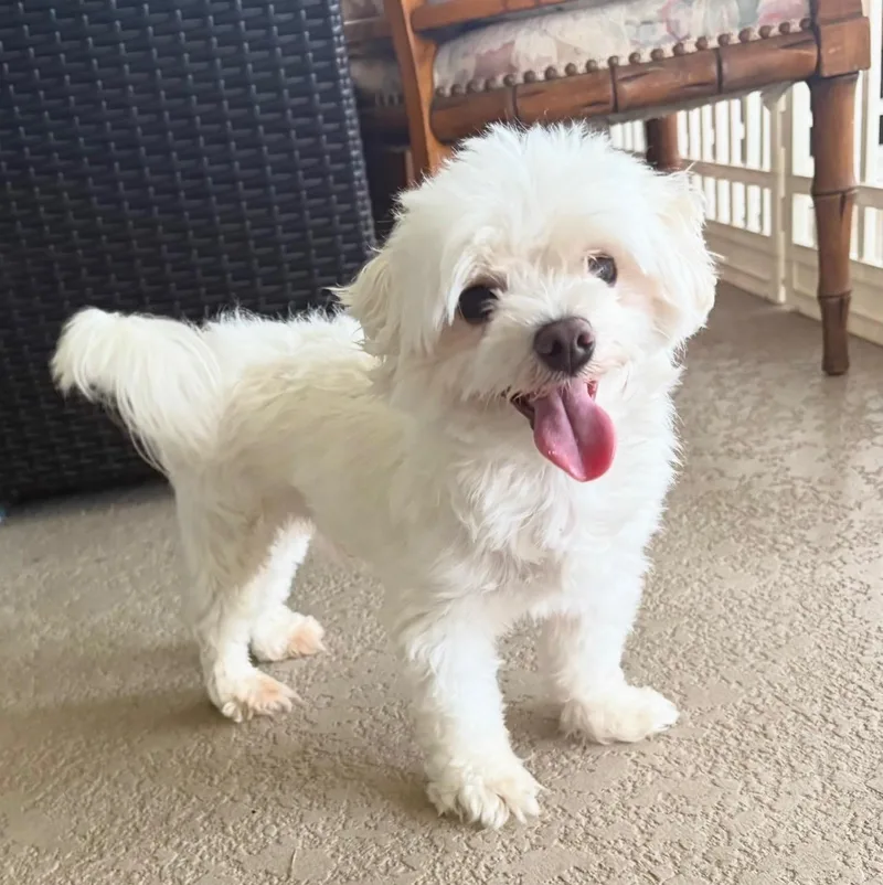 Milo