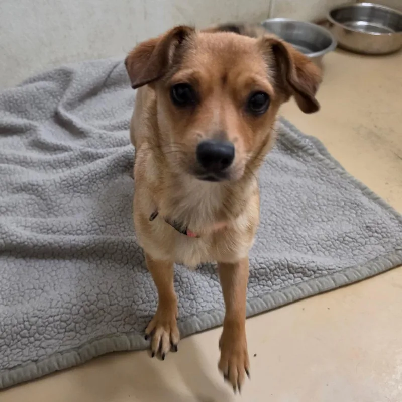 A young small-sized female Yellow / Tan / Blond / Fawn Chihuahua dog named Summer Chino Hills Location for adoption in Chino Hills, CA