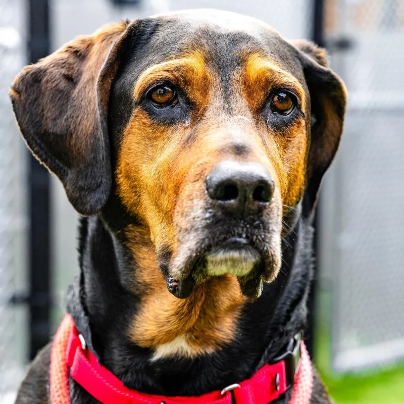 A senior extra large-sized male Black Hound dog named Max for adoption in Naperville, IL