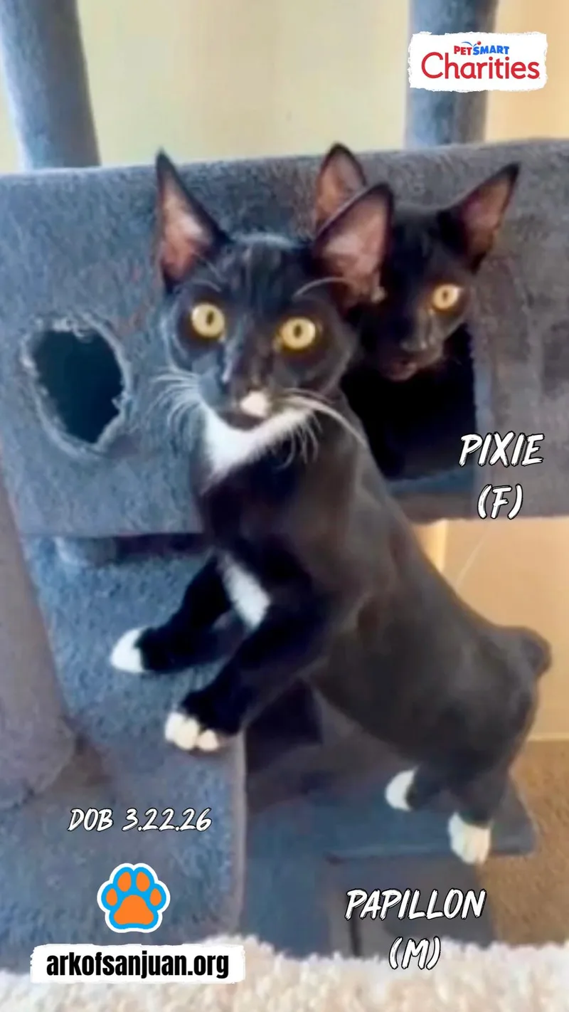 A baby small-sized female Black Domestic Short Hair cat named Pixie and Papillon for adoption in San Juan Capistrano, CA