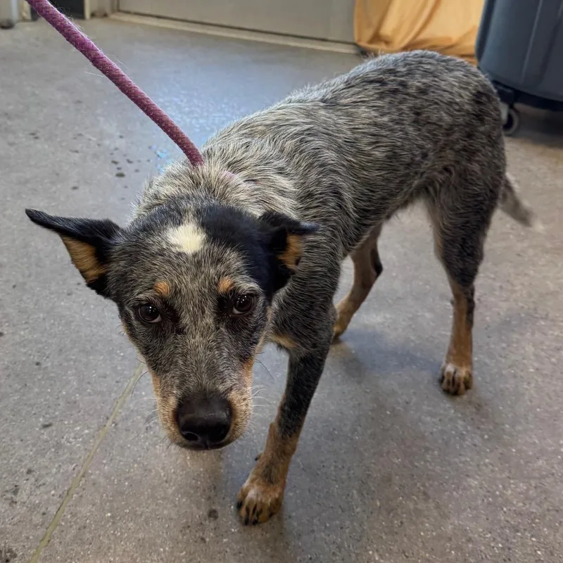 An adult medium-sized male Gray / Blue / Silver Mixed Breed dog named Roscoe for adoption in Las Cruces, NM