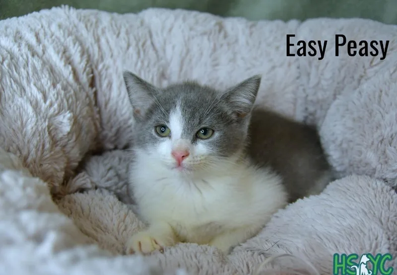 A baby medium-sized male Domestic Short Hair cat named Easy Peasy for adoption in Fort Mill, SC