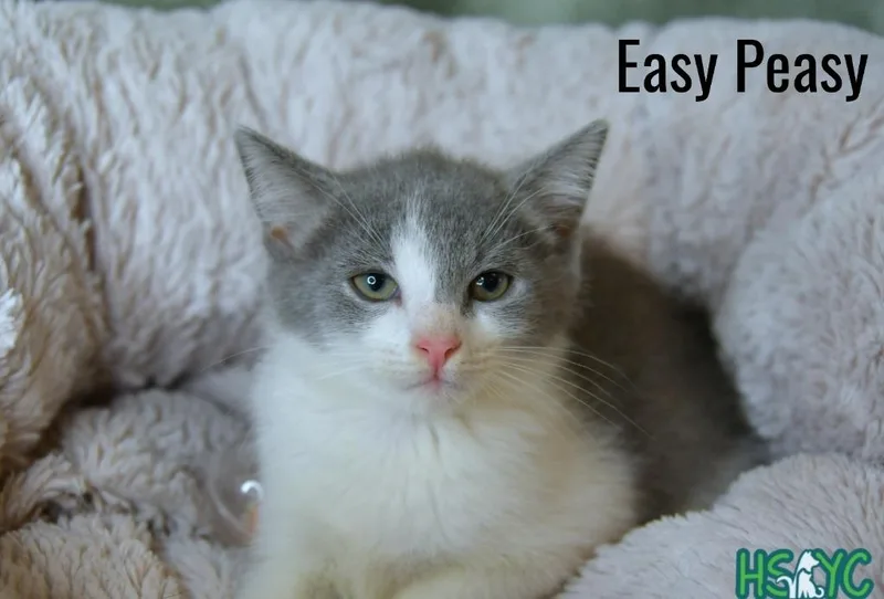 Easy Peasy thumbnail 2