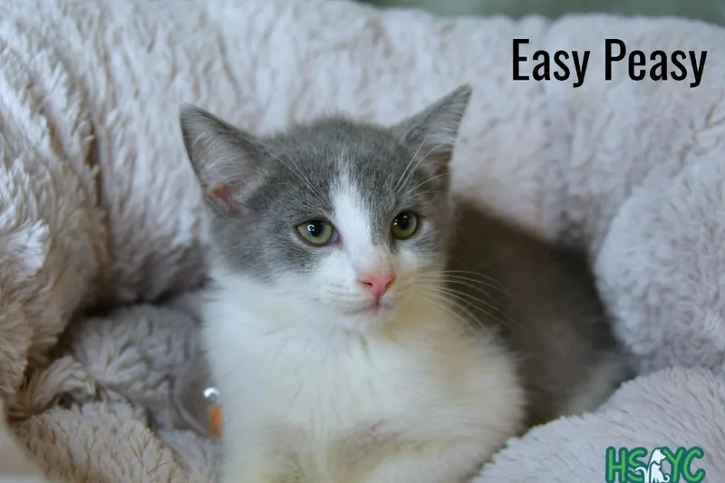 Easy Peasy thumbnail 3