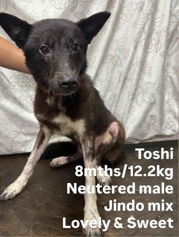 A baby medium-sized male Jindo dog named Toshi for adoption in Long Island City, NY