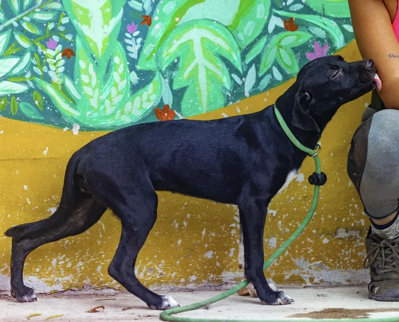 A young medium-sized female Black Whippet dog named Mandy for adoption in New York, NY