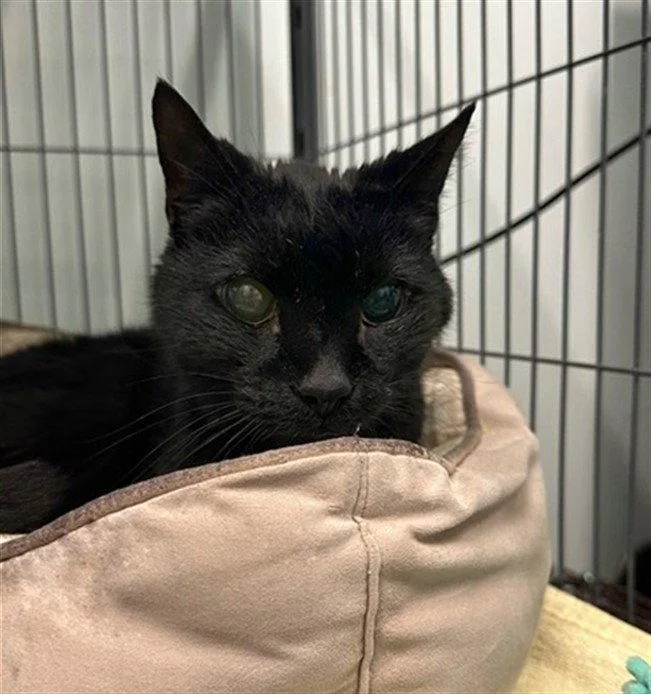A senior medium-sized male Black Domestic Short Hair cat named Bear for adoption in Tavares, FL