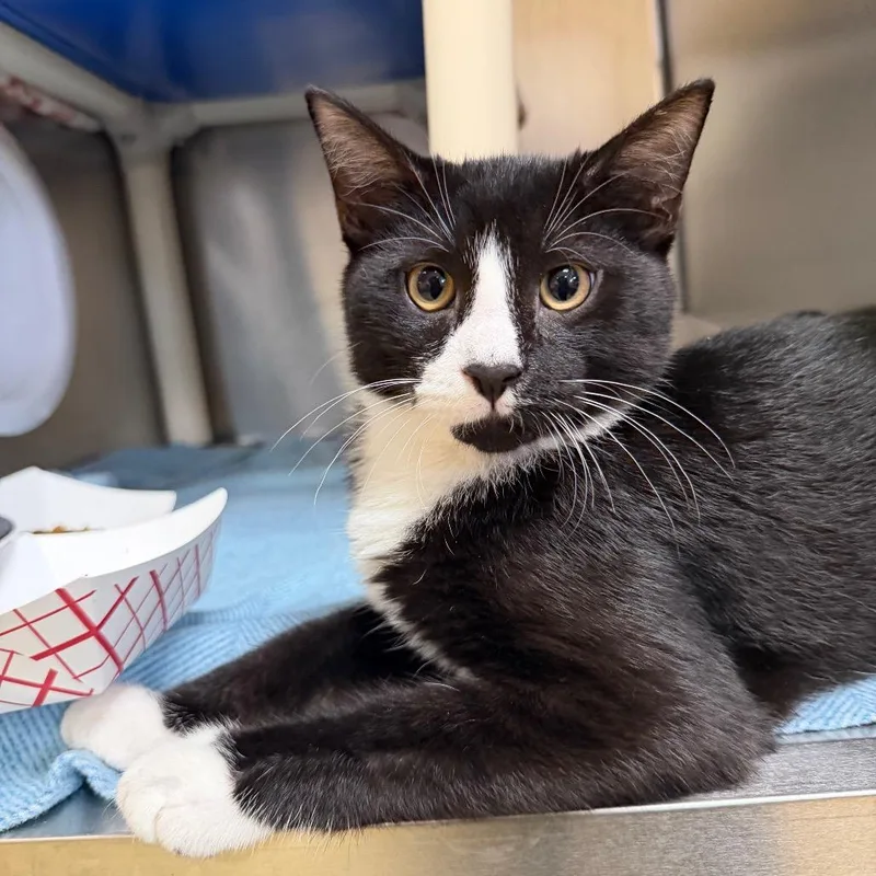 A baby medium-sized male Black Domestic Short Hair cat named Luca for adoption in Perkiomenville, PA