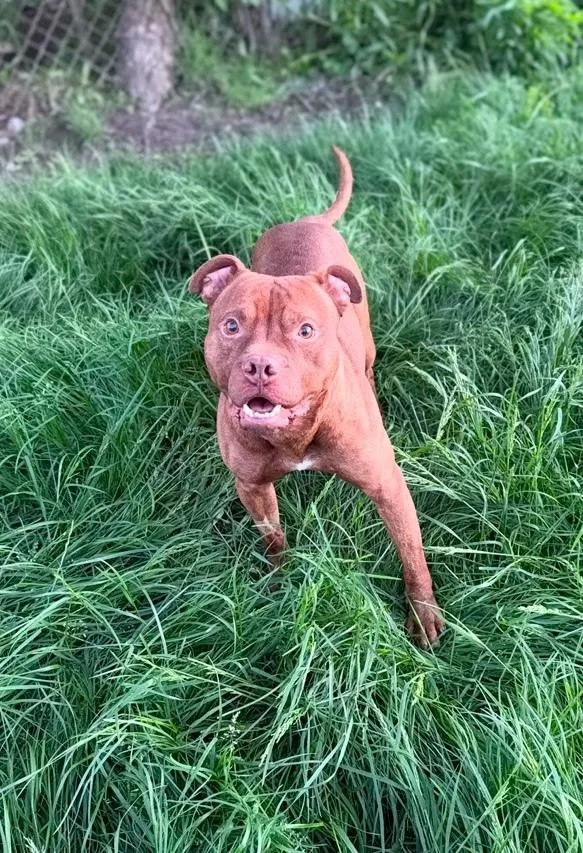 Angelo