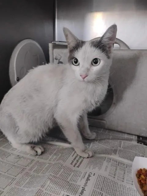 A young small-sized female Domestic Short Hair cat named Petunia for adoption in San Bernardino, CA