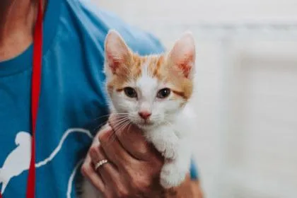 A young small-sized male Domestic Short Hair cat named B Monte for adoption in North Charleston, SC