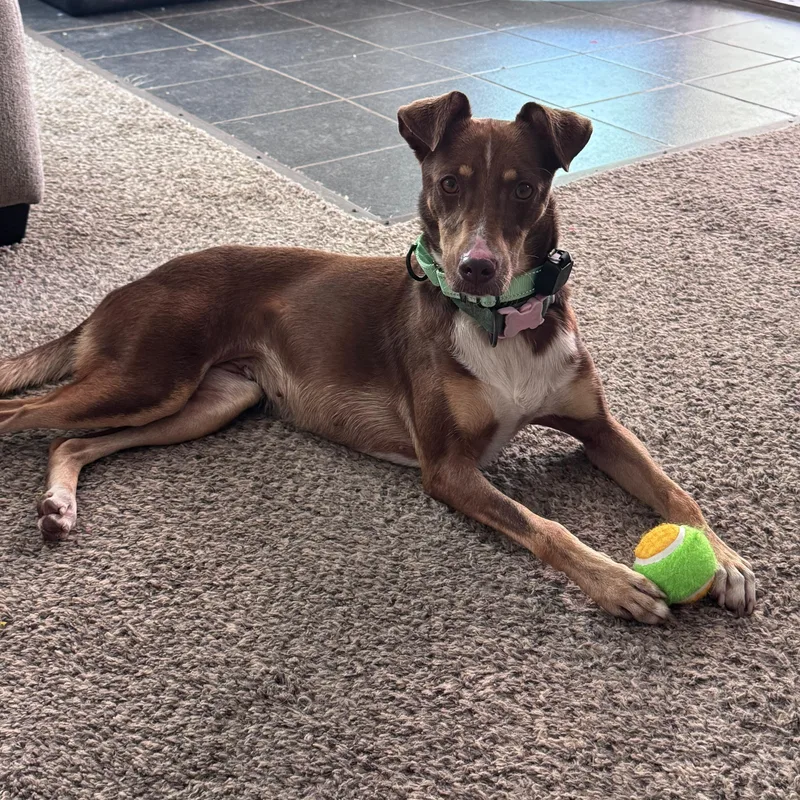 A young medium-sized female Brown / Chocolate Australian Cattle Dog / Blue Heeler dog named Maya for adoption in Baldwin, MD