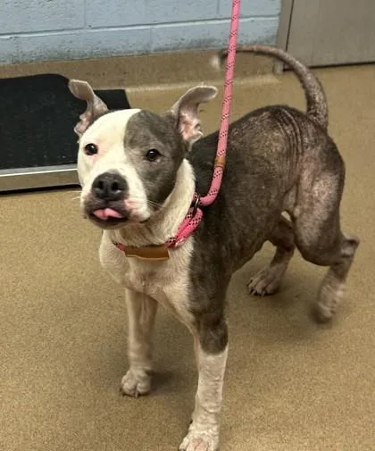 An adult medium-sized female Mixed Breed dog named Reba for adoption in Chamblee, GA