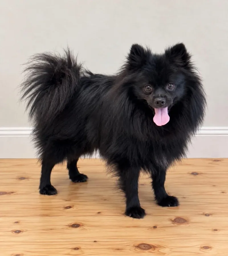 A young small-sized male Black Pomeranian dog named Dutch for adoption in Georgetown, OH